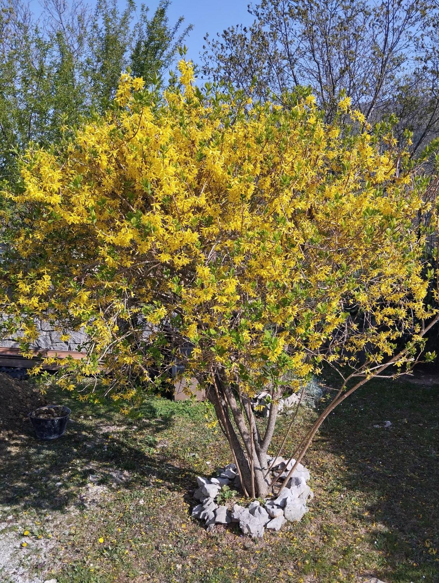 Daal Lägenhet Roč Exteriör bild